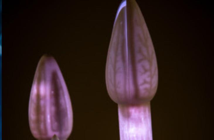 Udatinos, l’installazione creata grazie al “benessere” dell’acqua del fiume Adige 
