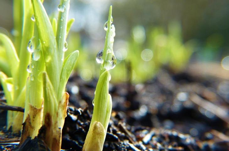 Cos’è la Convenzione di Rio e perché è importante per la biodiversità