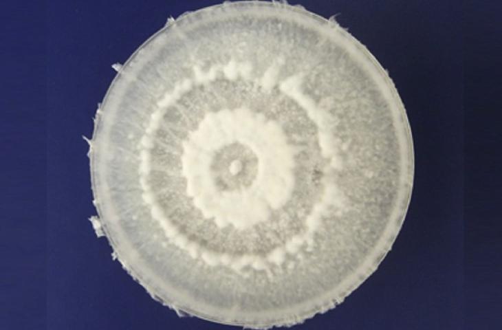 Arriva il fungo che degrada la plastica 