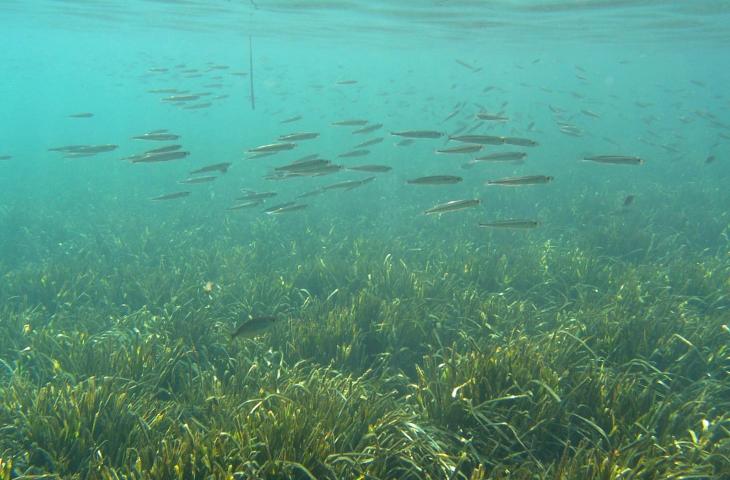 Come proteggere gli ecosistemi marini a livello mondiale