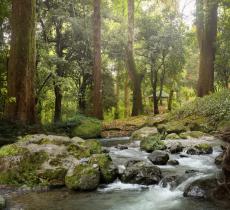 Che cosa sono i servizi ecosistemici?