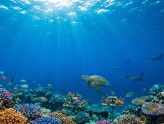 Giornata Mondiale degli Oceani 2026 “REIMAGINE” e una nuova visione del mare