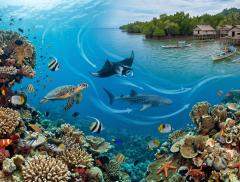 Il Triangolo dei Coralli il cuore blu della biodiversità marina
