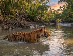 Le foreste dell’acqua e il regno della tigre