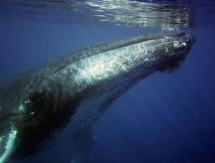 High Seas Treaty: l’ONU verso la protezione degli oceani 