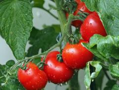 L’agricoltura in Italia è sempre più sostenibile