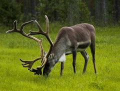 Finlandia, Svezia e Danimarca sul podio della sostenibilità europea