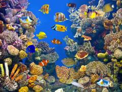 Biodiversità marina, le 5 specie più minacciate - In a Bottle