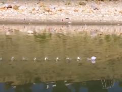 Camminare sull’acqua? Secondo la scienza si può - In a Bottle