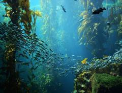 Trovata una foresta sotto il livello del mare risalente al 6000 a.C. - In a Bottle