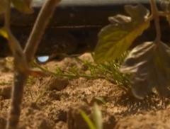 Il progetto italiano per risparmiare acqua in agricoltura 