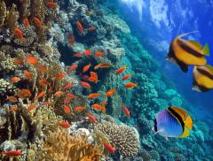 I pesci bevono acqua? Idratazione e osmosi