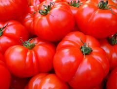 I pomodori crescono con l'acqua di mare in Arabia Saudita