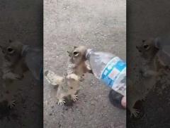 Scoiattolo assetato chiede acqua ad un bambino, il video è virale
