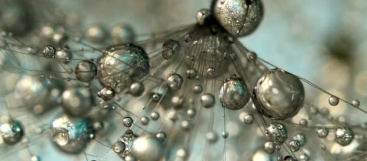 Le gocce di rugiada: gli scatti fotografici di Sharon Johnstone