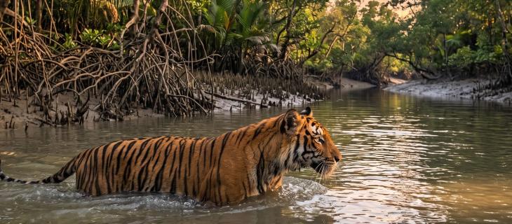 Le foreste dell’acqua e il regno della tigre