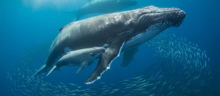Le balene: custodi da tutelare dell’equilibrio oceanico 