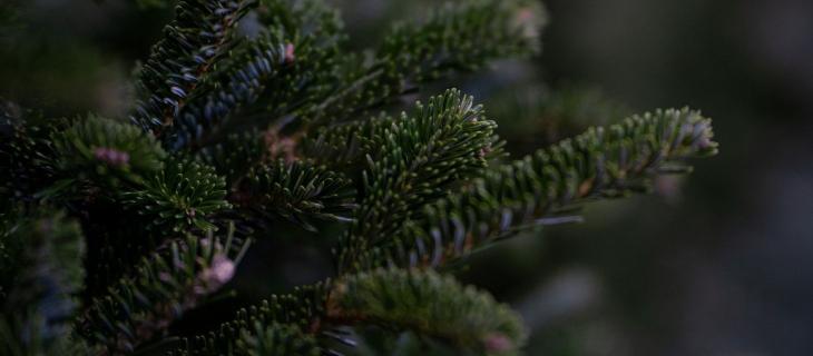 Come realizzare un albero di Natale sostenibile