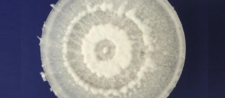 Arriva il fungo che degrada la plastica 