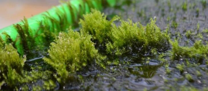 Arriva il muschio che purifica l'acqua 