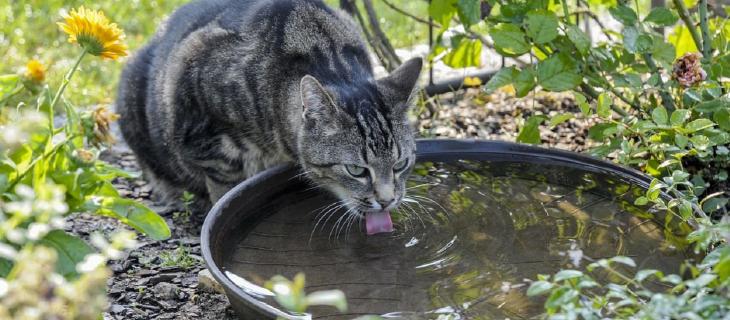 Giornata mondiale degli animali, l’importanza dell’acqua per i pet
