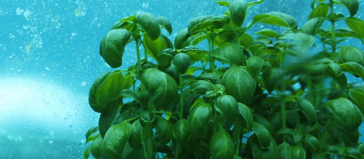 L’orto sott’acqua, la nuova frontiera dell’agricoltura sostenibile