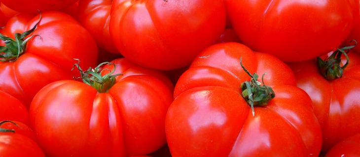 I pomodori crescono con l'acqua di mare in Arabia Saudita