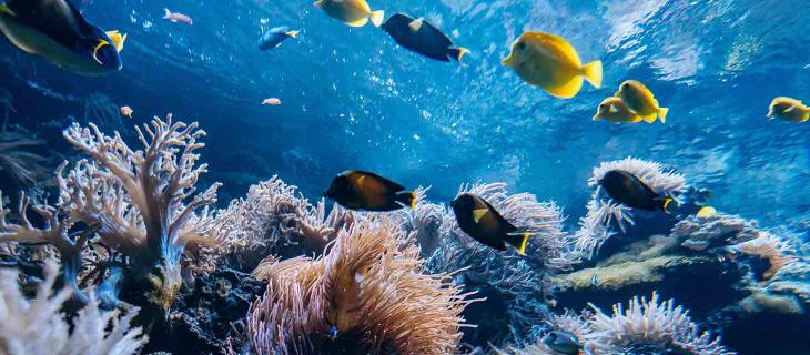 Reefsuites Camere d’Albergo Sottomarine in Australia – In a Bottle