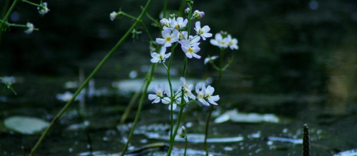 Water Violet, le proprietà del fiore che cresce nell’acqua – In a Bottle